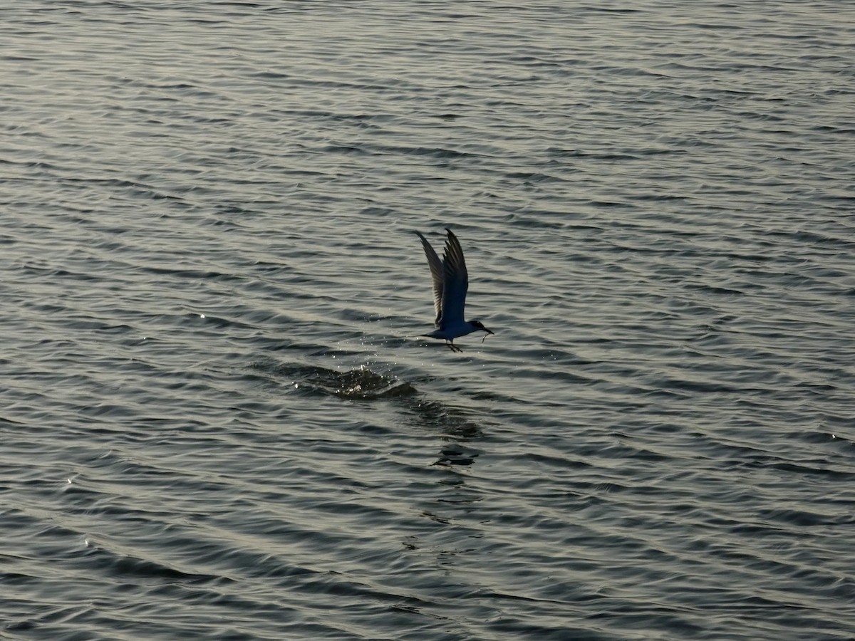 Forster's Tern - ML646957640