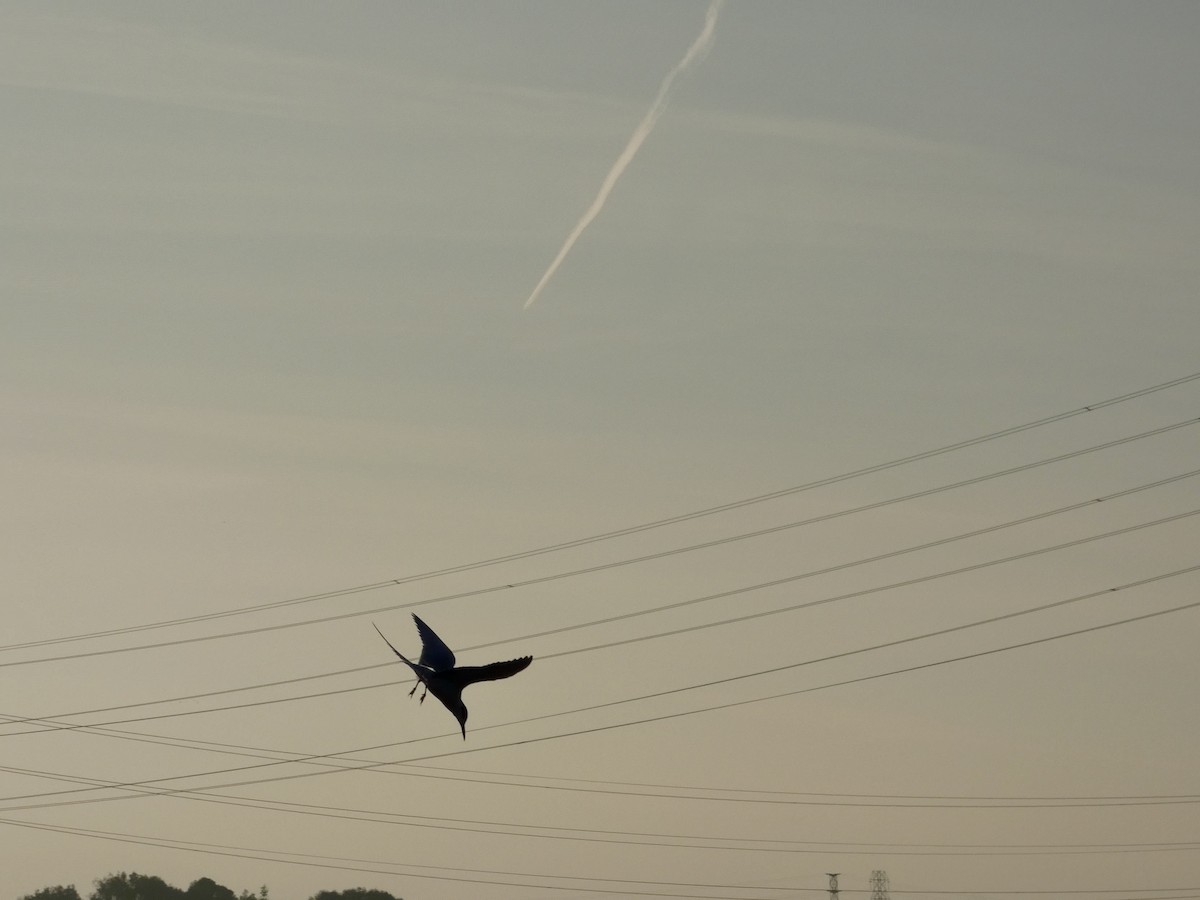 Forster's Tern - ML646957641