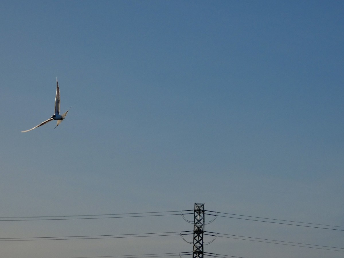 Forster's Tern - ML646957642