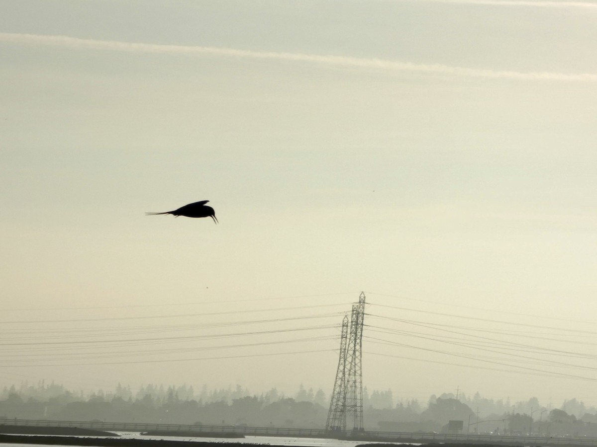 Forster's Tern - ML646957643