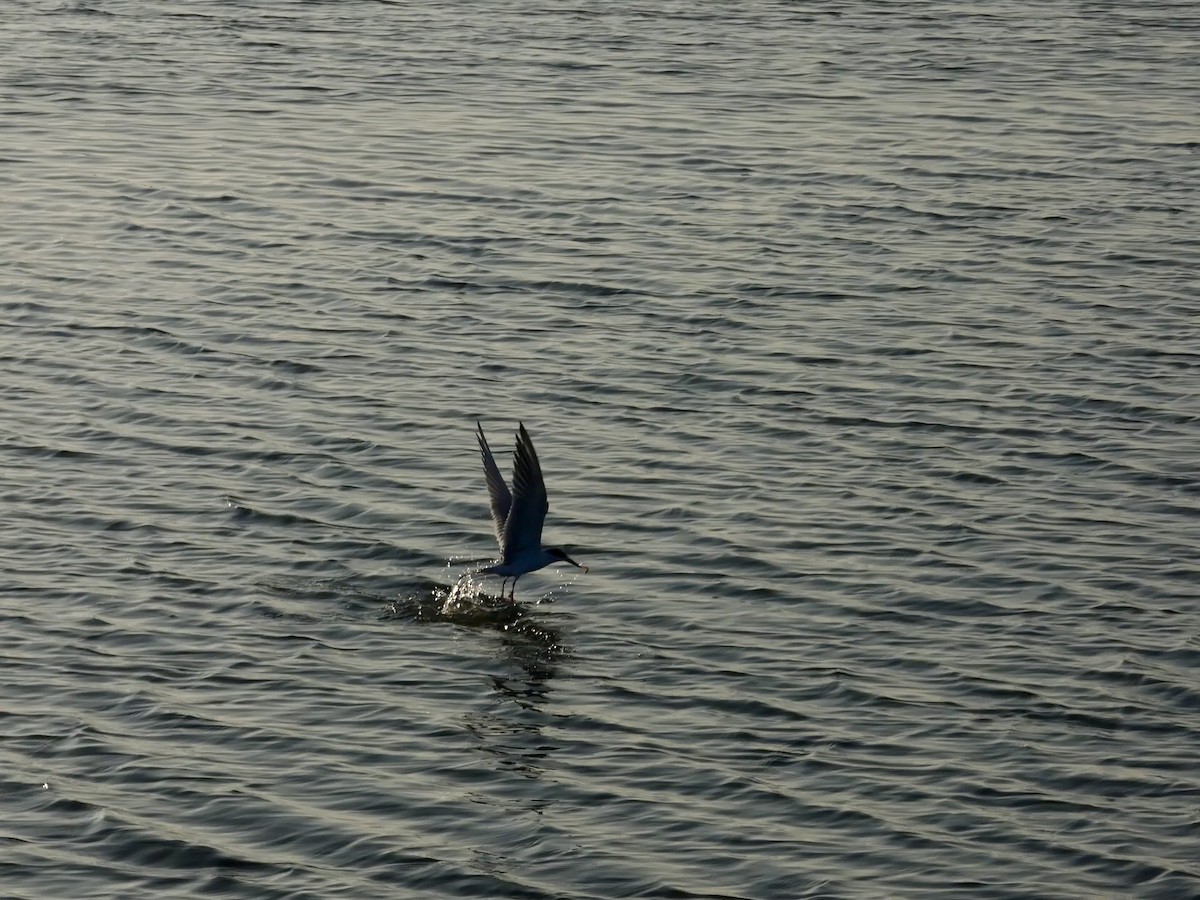 Forster's Tern - ML646957644