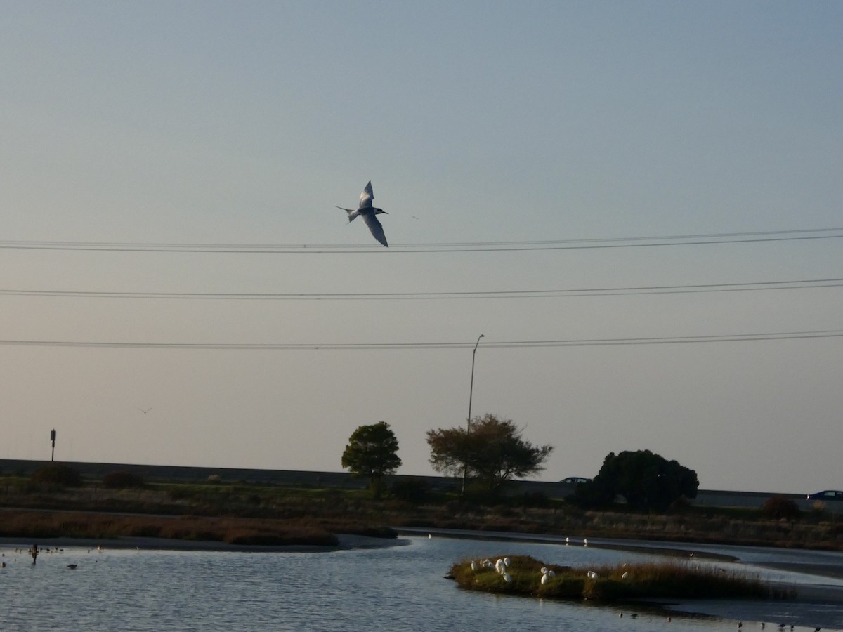 Forster's Tern - ML646957645