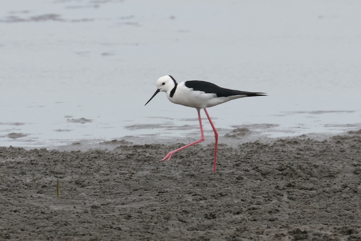 Pied Stilt - ML646957646