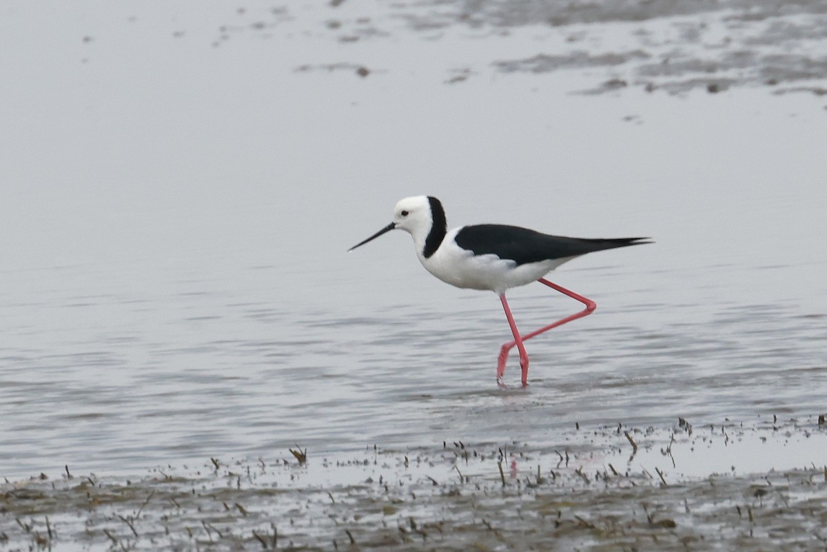 Pied Stilt - ML646957648