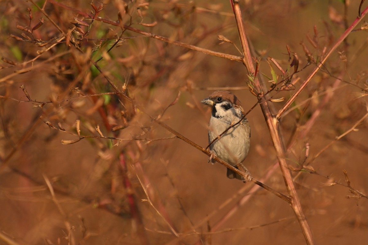 Gorrión Molinero - ML646957666