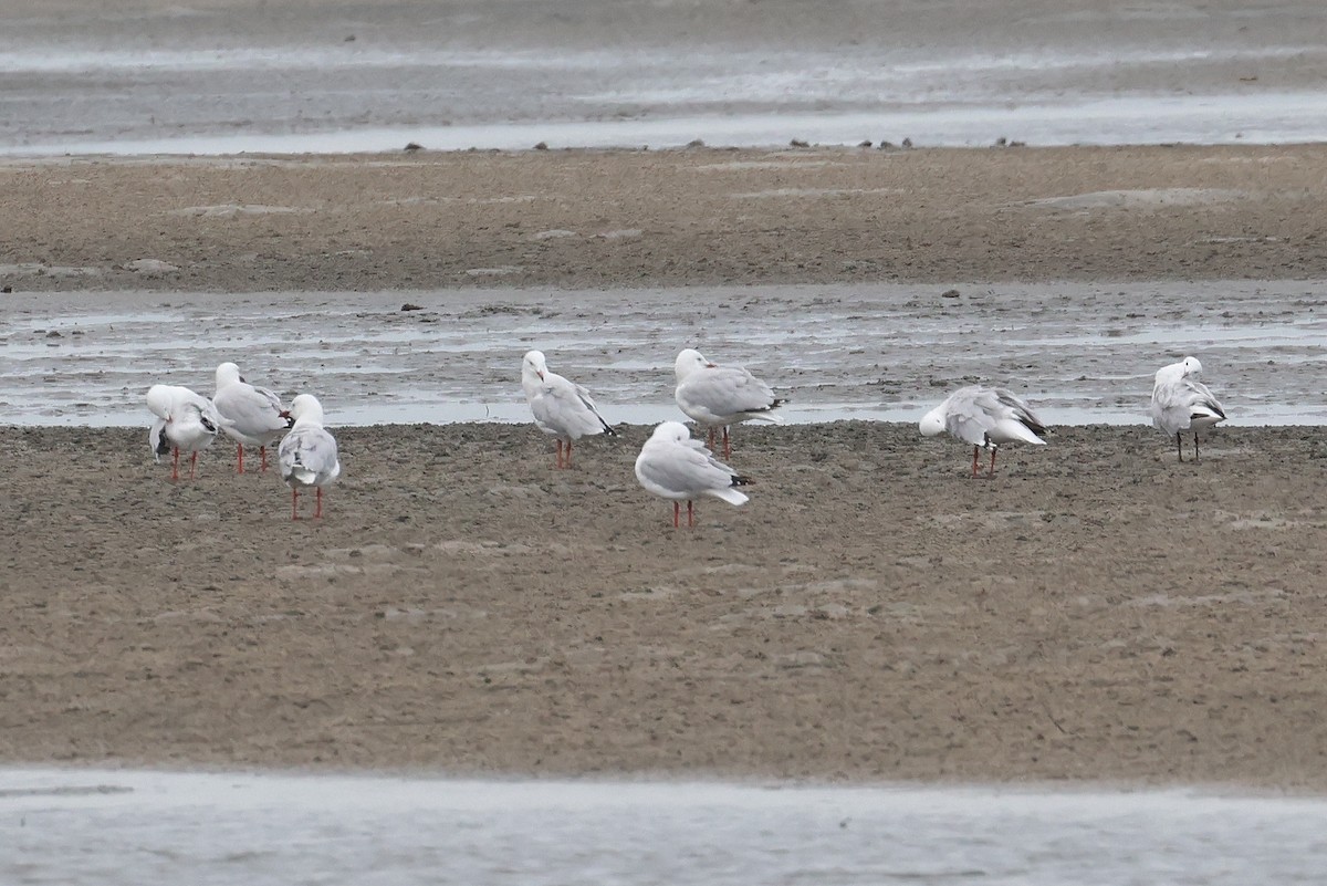 Silver Gull - ML646957667