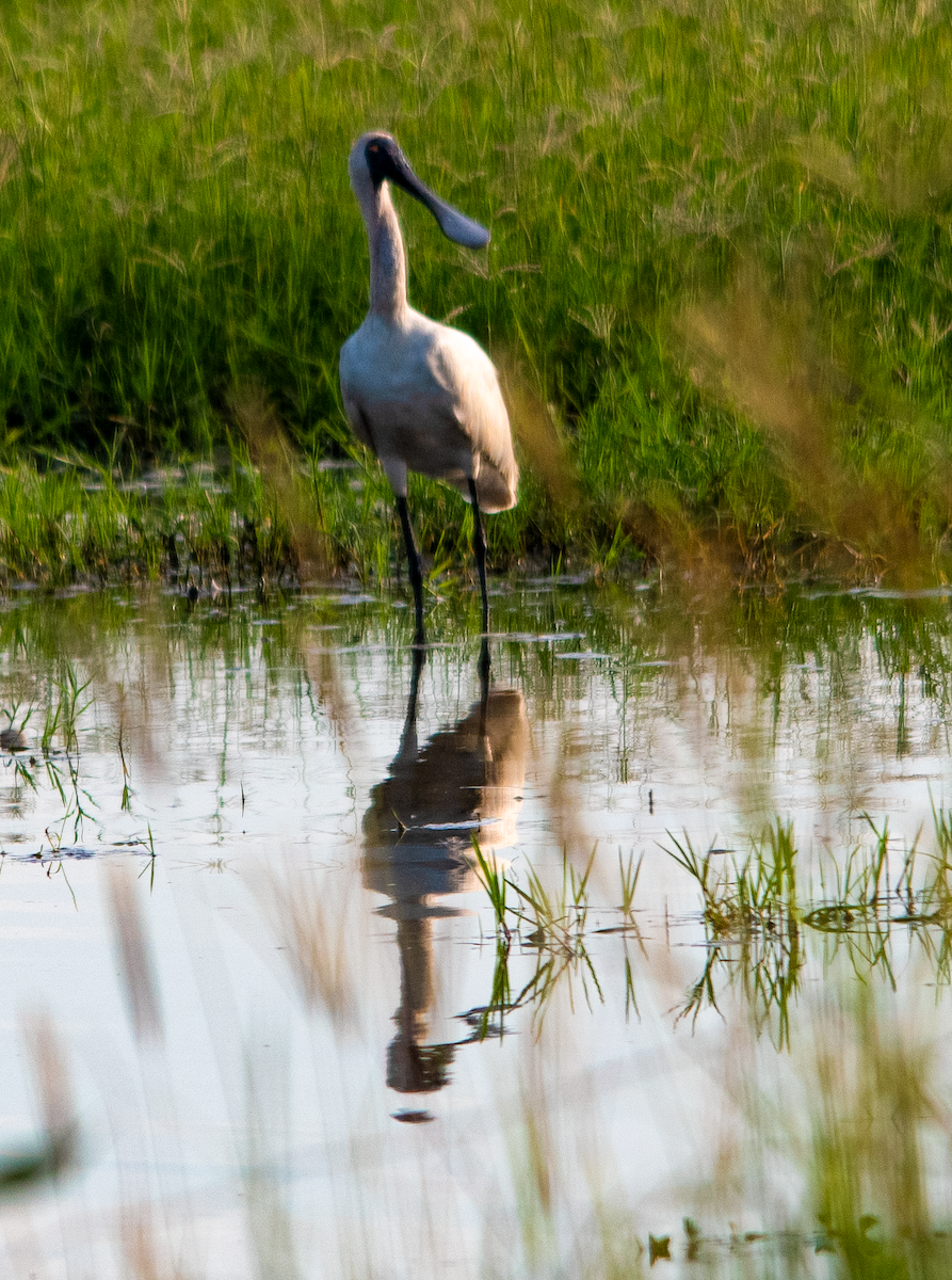 Косар королівський - ML646957679