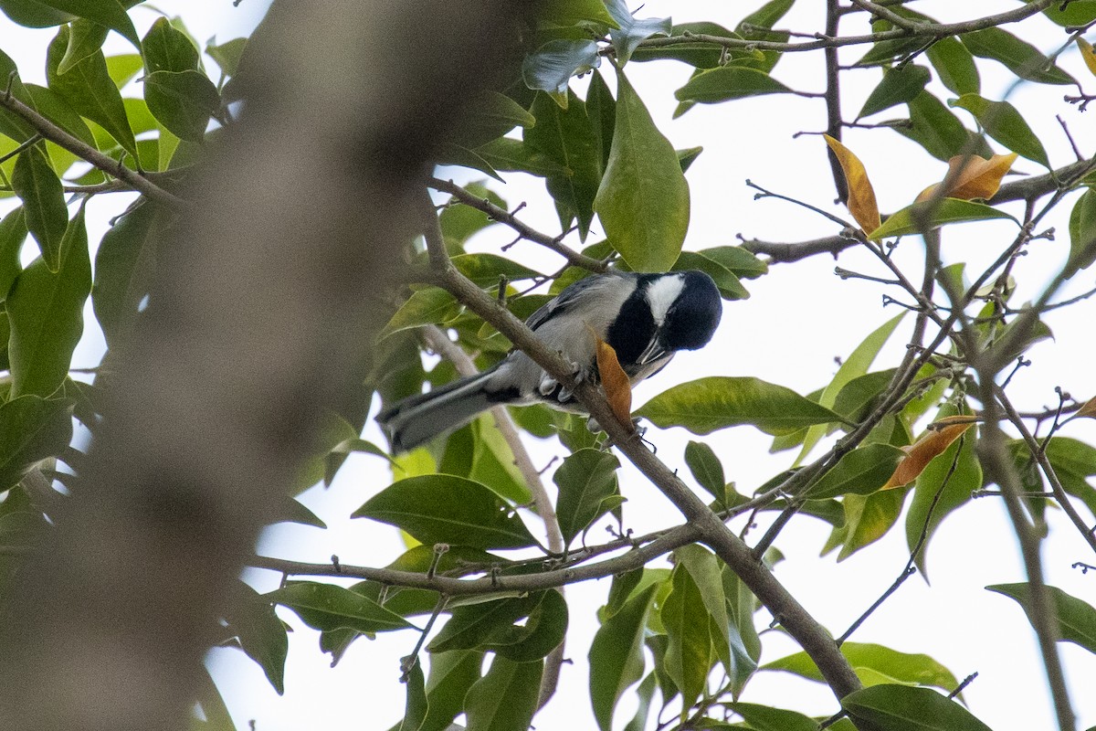 Asian Tit - ML646957680