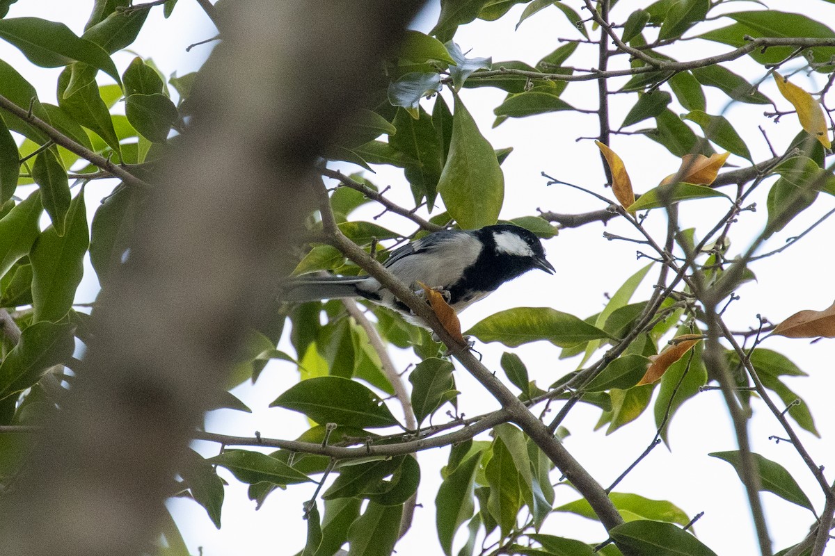 Asian Tit - ML646957681