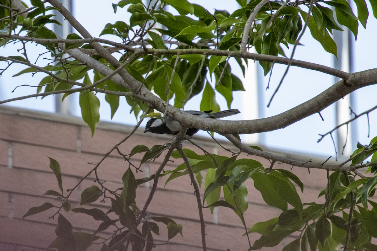 Asian Tit - ML646957682