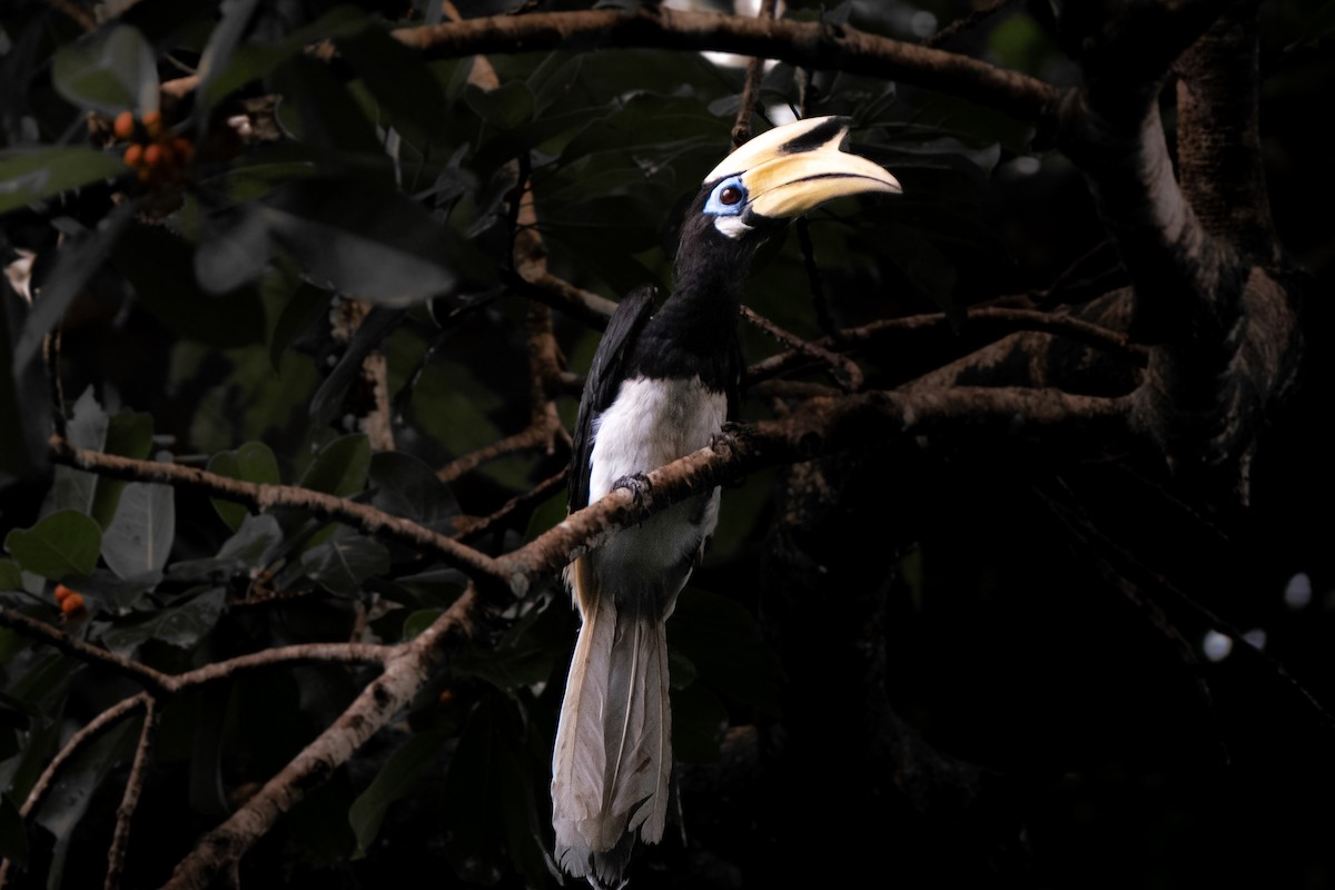 orienthornfugl - ML646957683