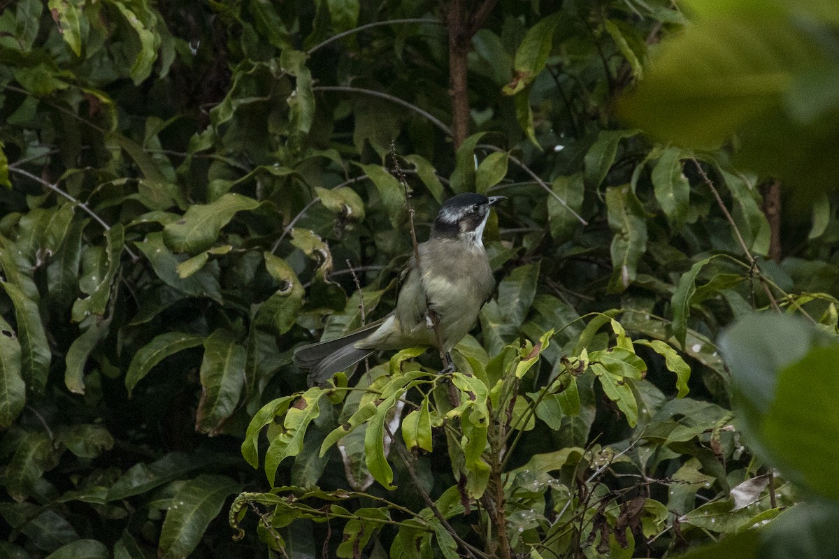 Нангиад бөлбөл - ML646957685