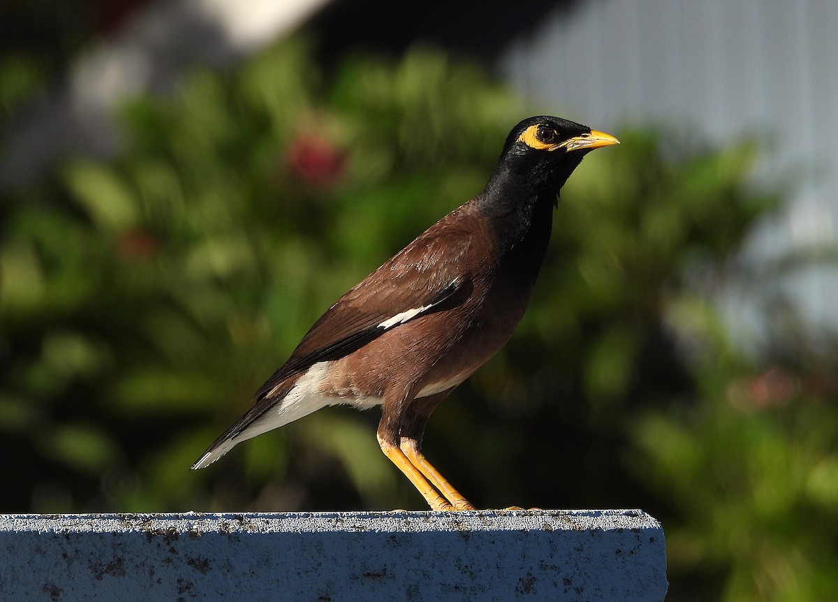 Common Myna - ML646957686