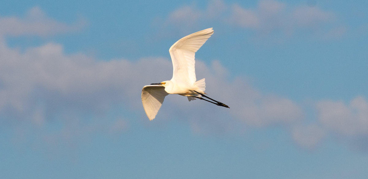 Seidenreiher - ML646957690