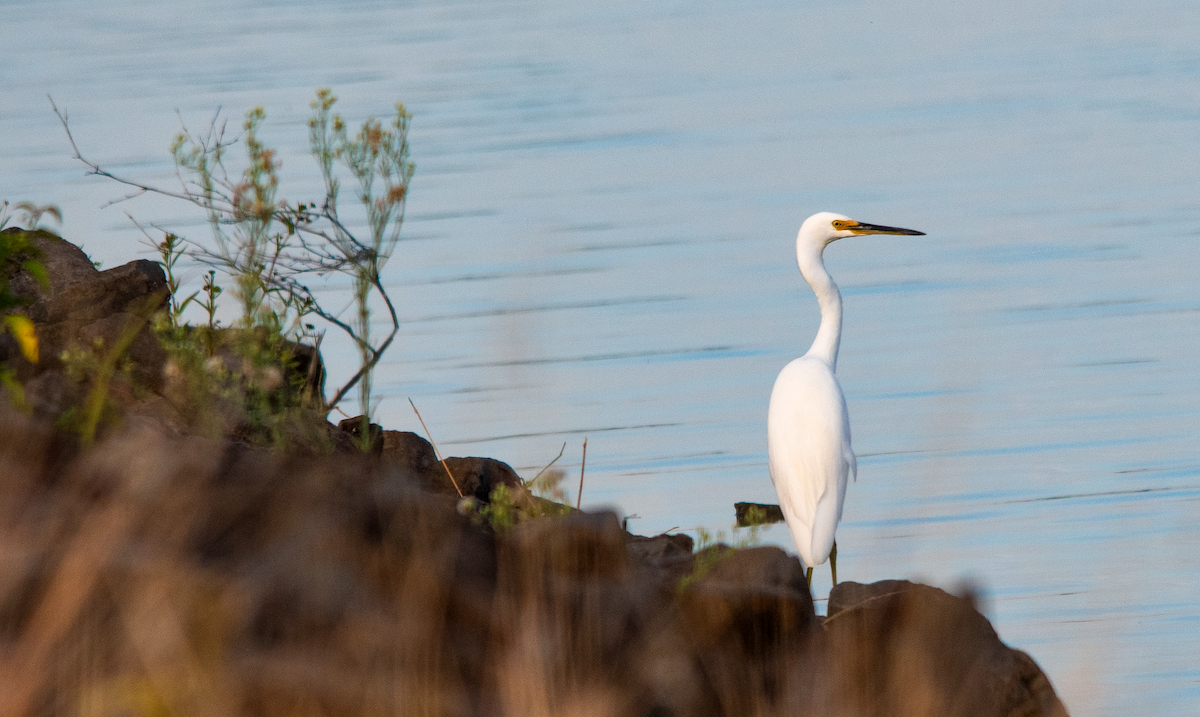 Seidenreiher - ML646957691