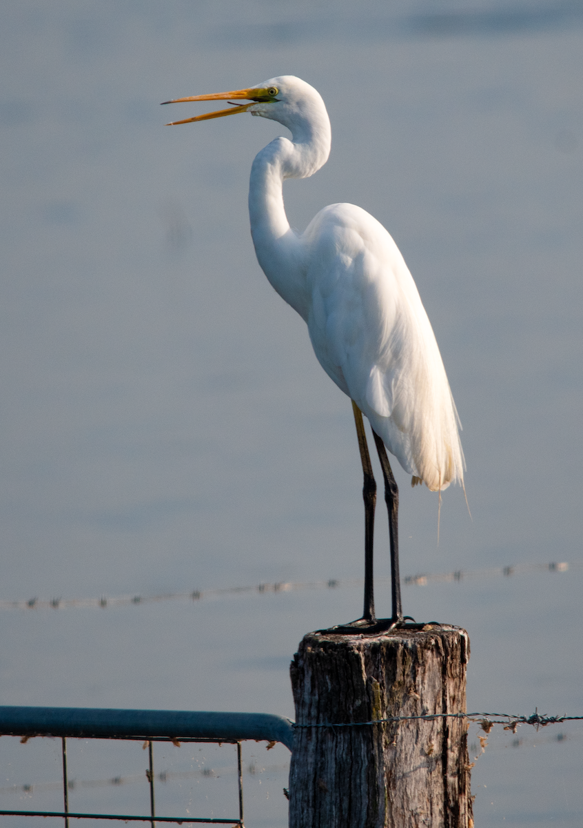 Seidenreiher - ML646957692