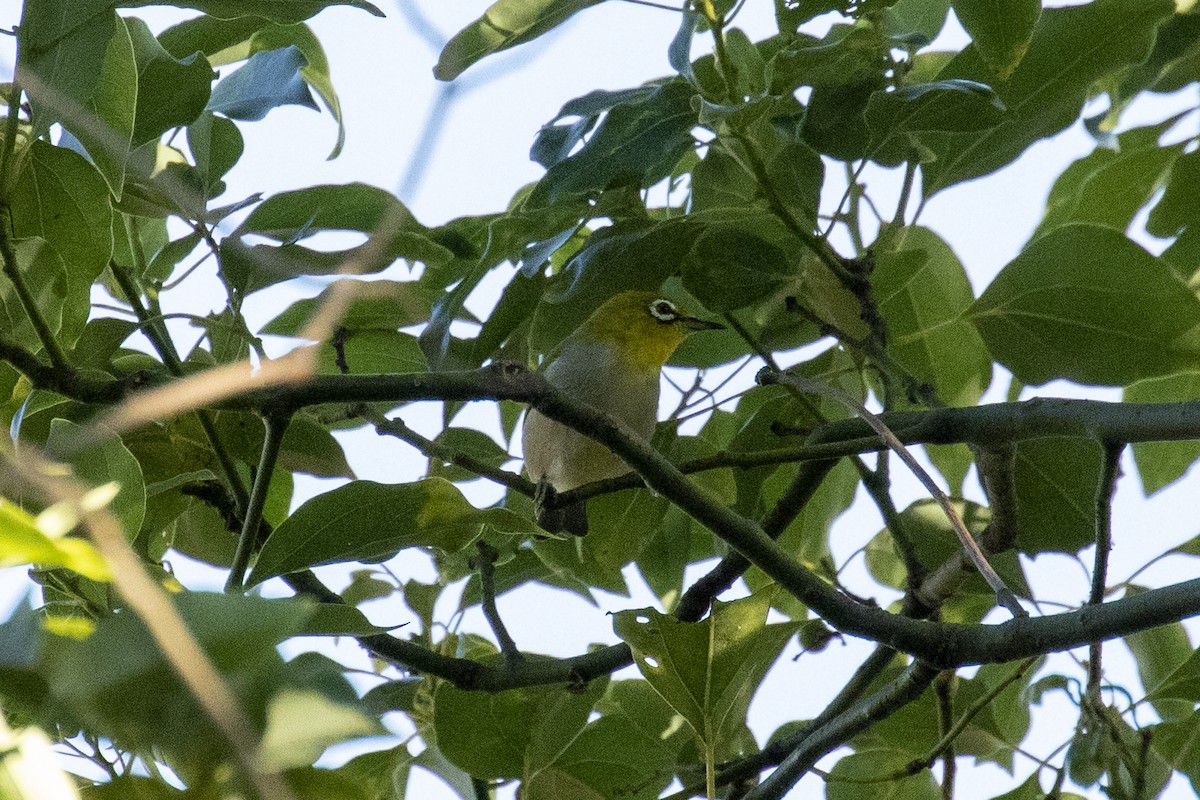 Swinhoe's White-eye - ML646957693