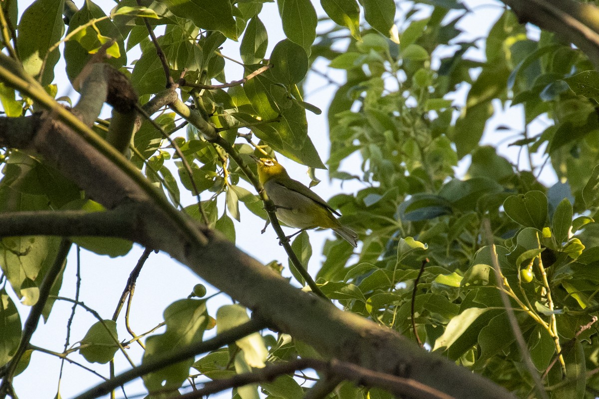 Swinhoe's White-eye - ML646957694