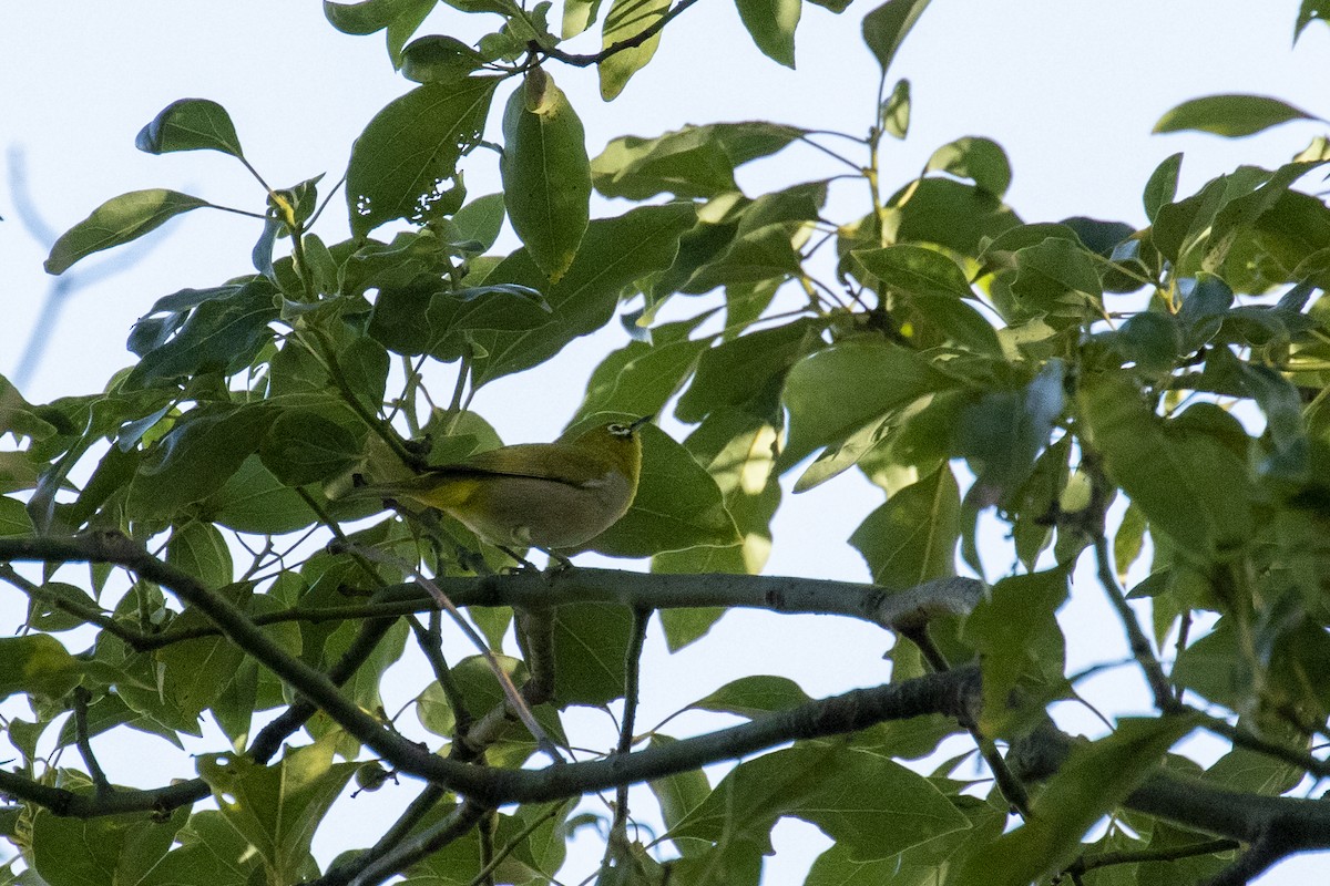 Swinhoe's White-eye - ML646957695