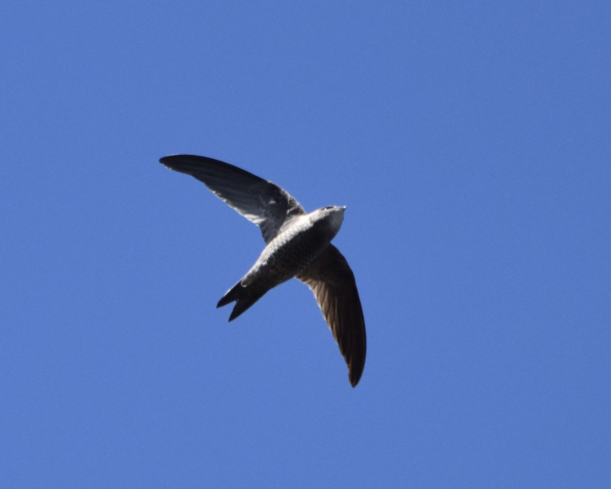 Bradfield's Swift - ML646957697