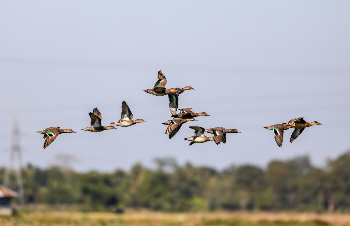 čírka obecná - ML646957699