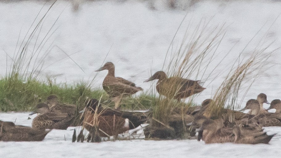 Australasian Shoveler - ML646957701