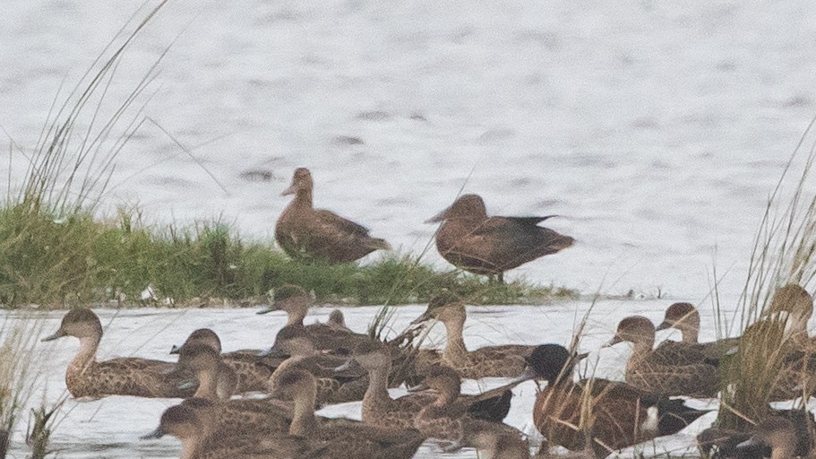 Australasian Shoveler - ML646957702