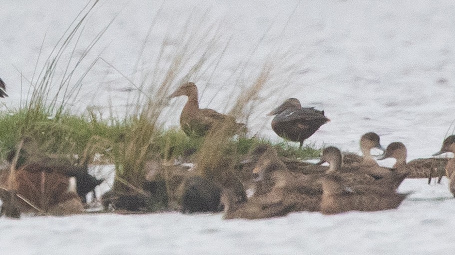 Australasian Shoveler - ML646957703