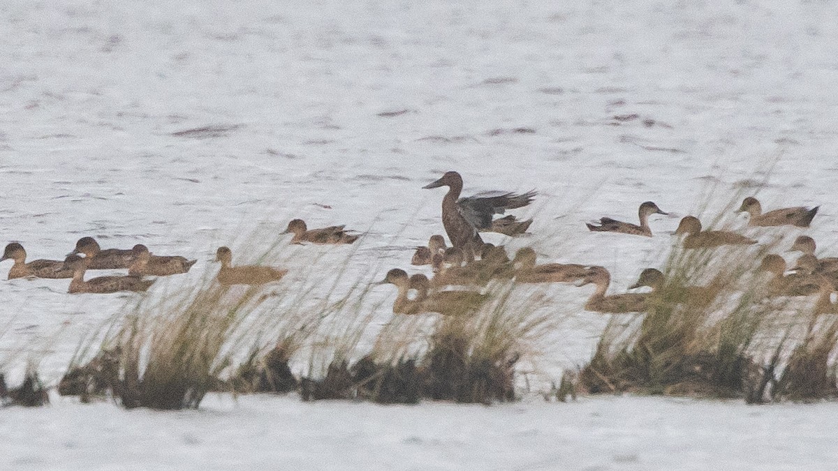 Australasian Shoveler - ML646957704