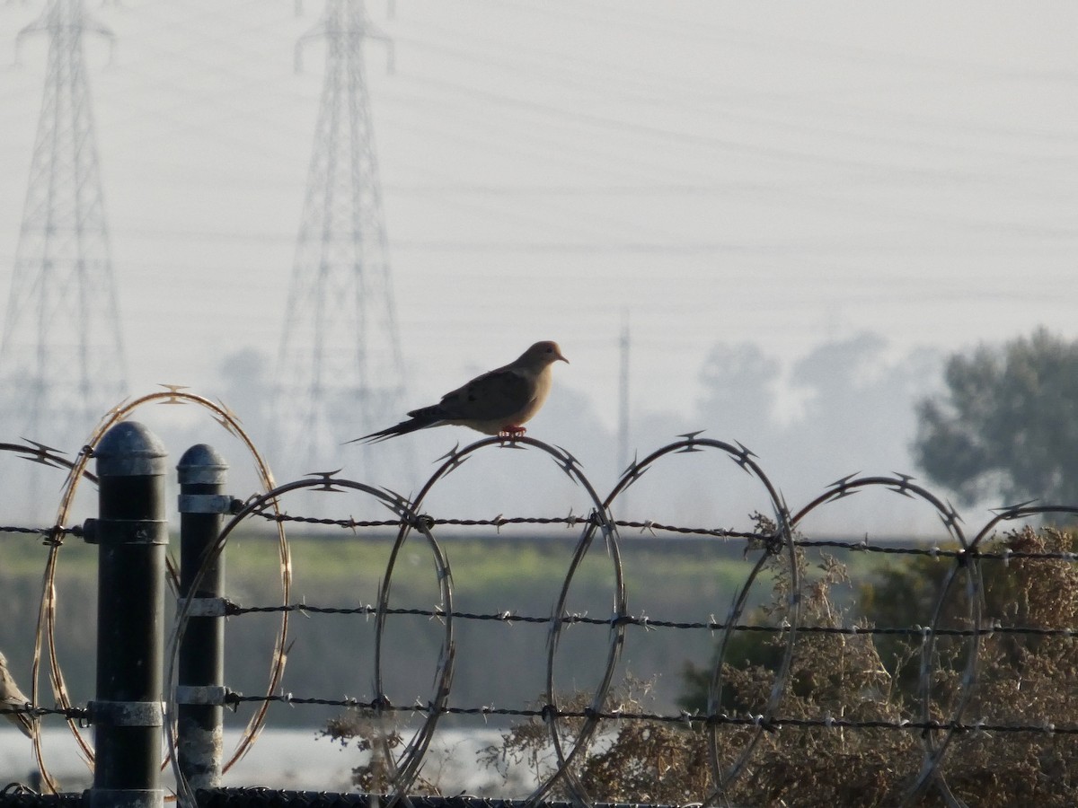 Zenaida Huilota - ML646957706