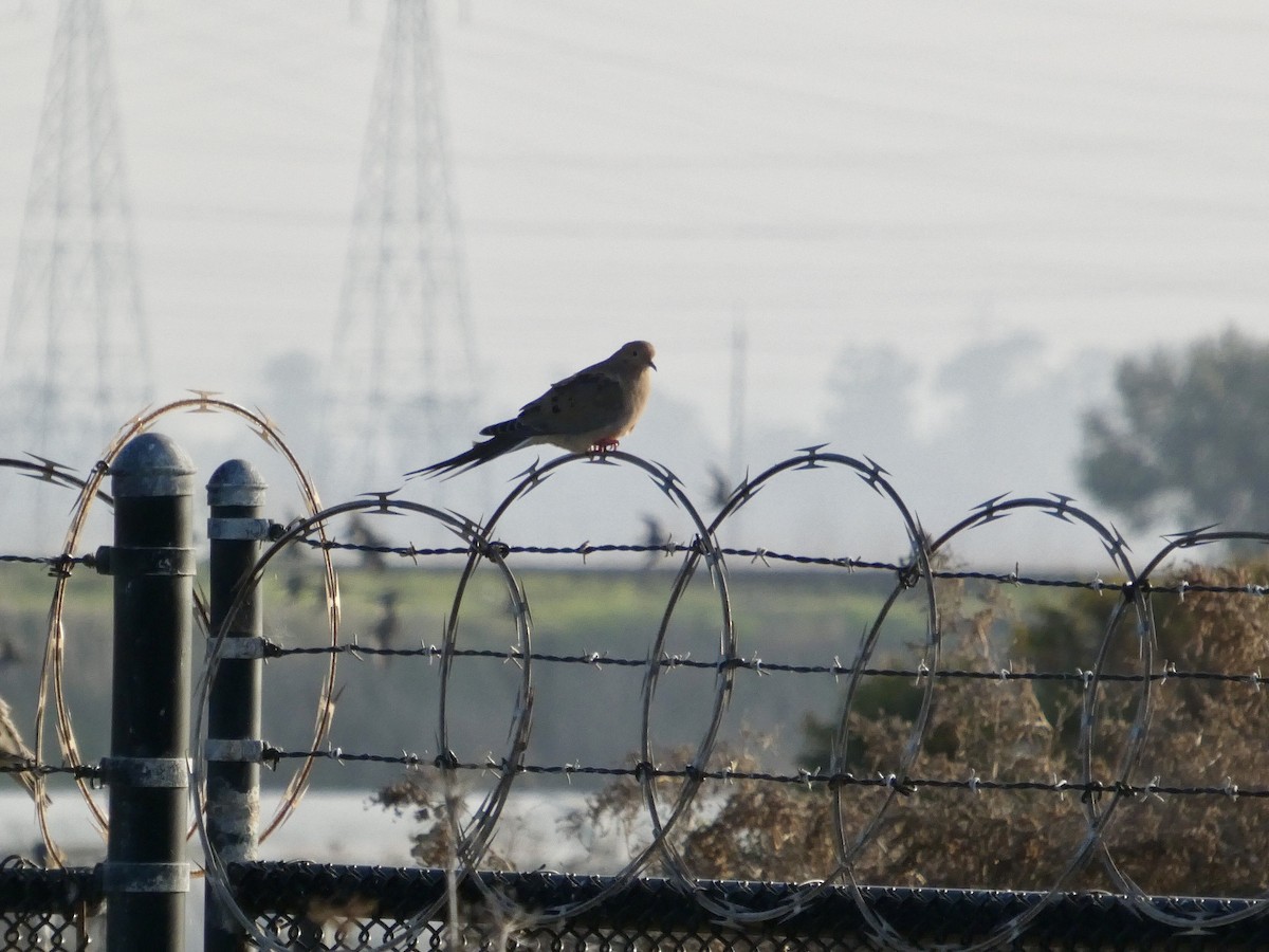 Zenaida Huilota - ML646957707