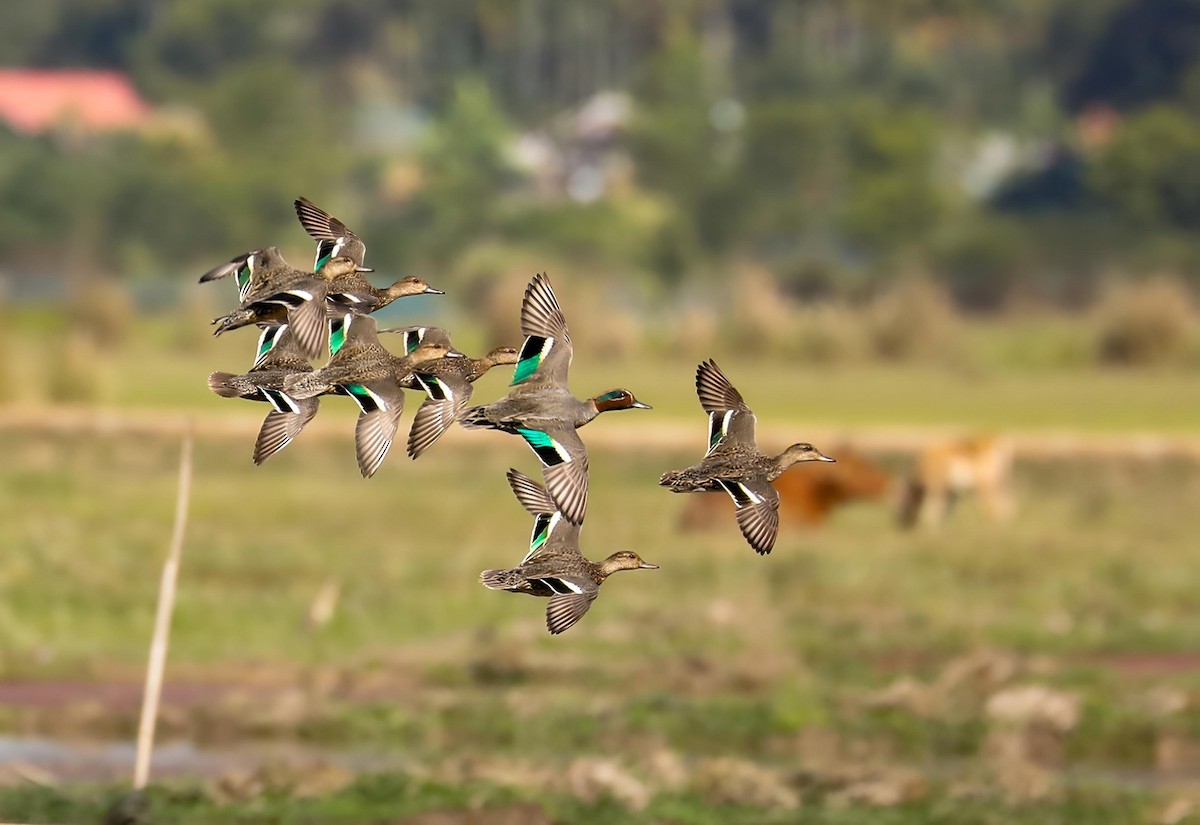 čírka obecná - ML646957708