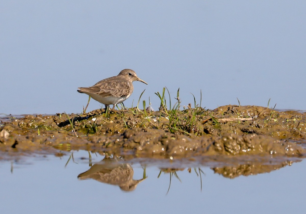 jespák šedý - ML646957714