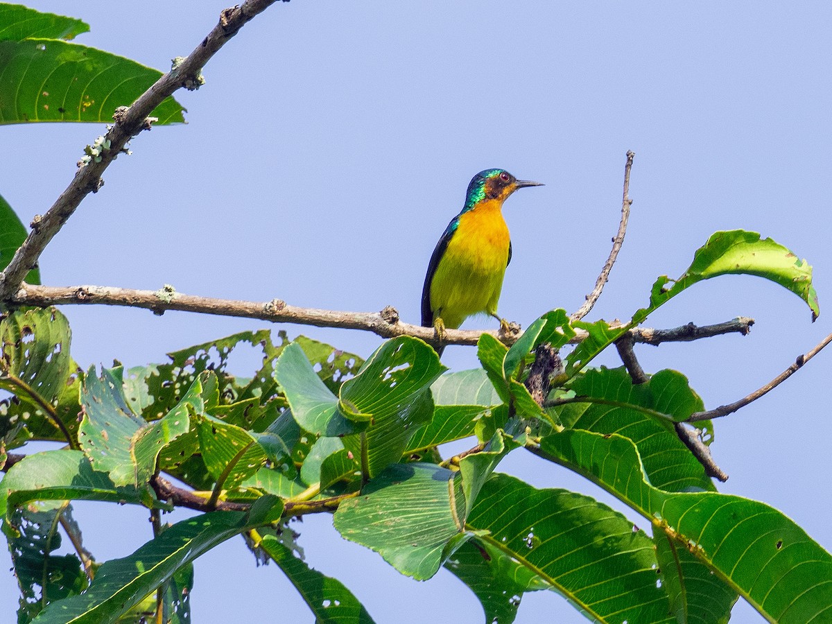 Ruby-cheeked Sunbird - ML646957716