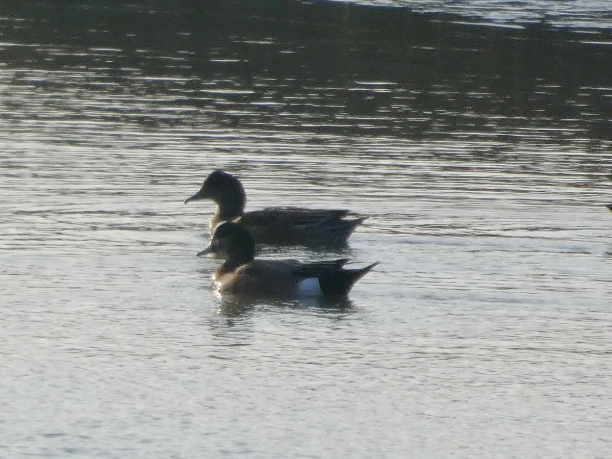 Amerika Fiyusu - ML646957722