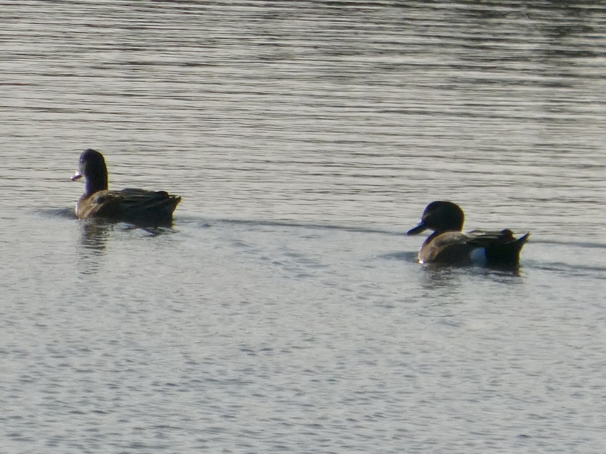 Amerika Fiyusu - ML646957723