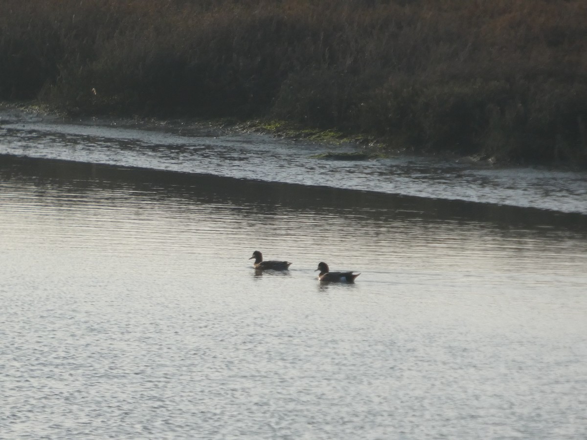 Amerika Fiyusu - ML646957724