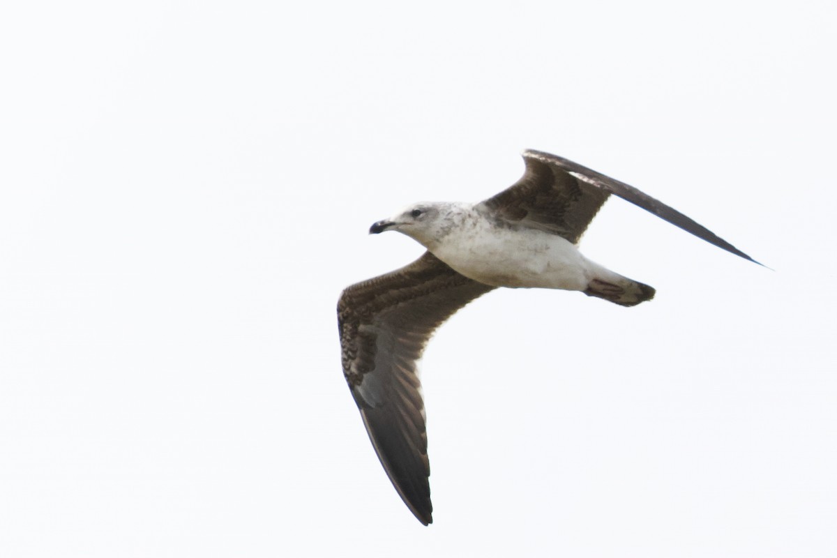 Zafferano - ML646957728