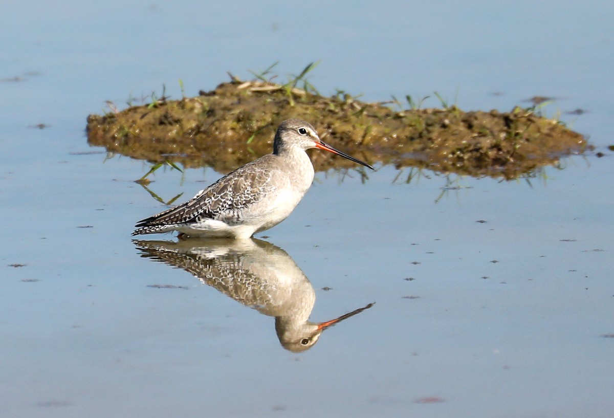 vodouš tmavý - ML646957731