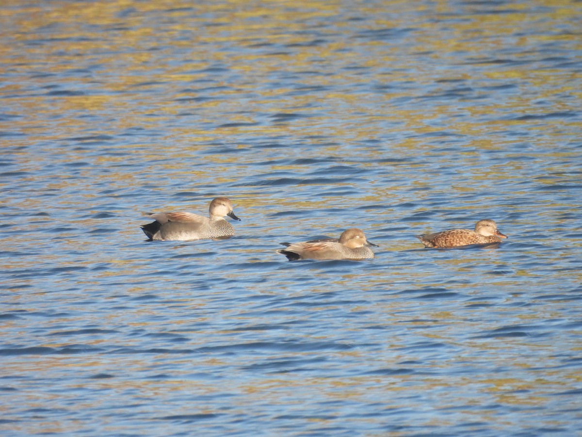 赤膀鴨 - ML646957736