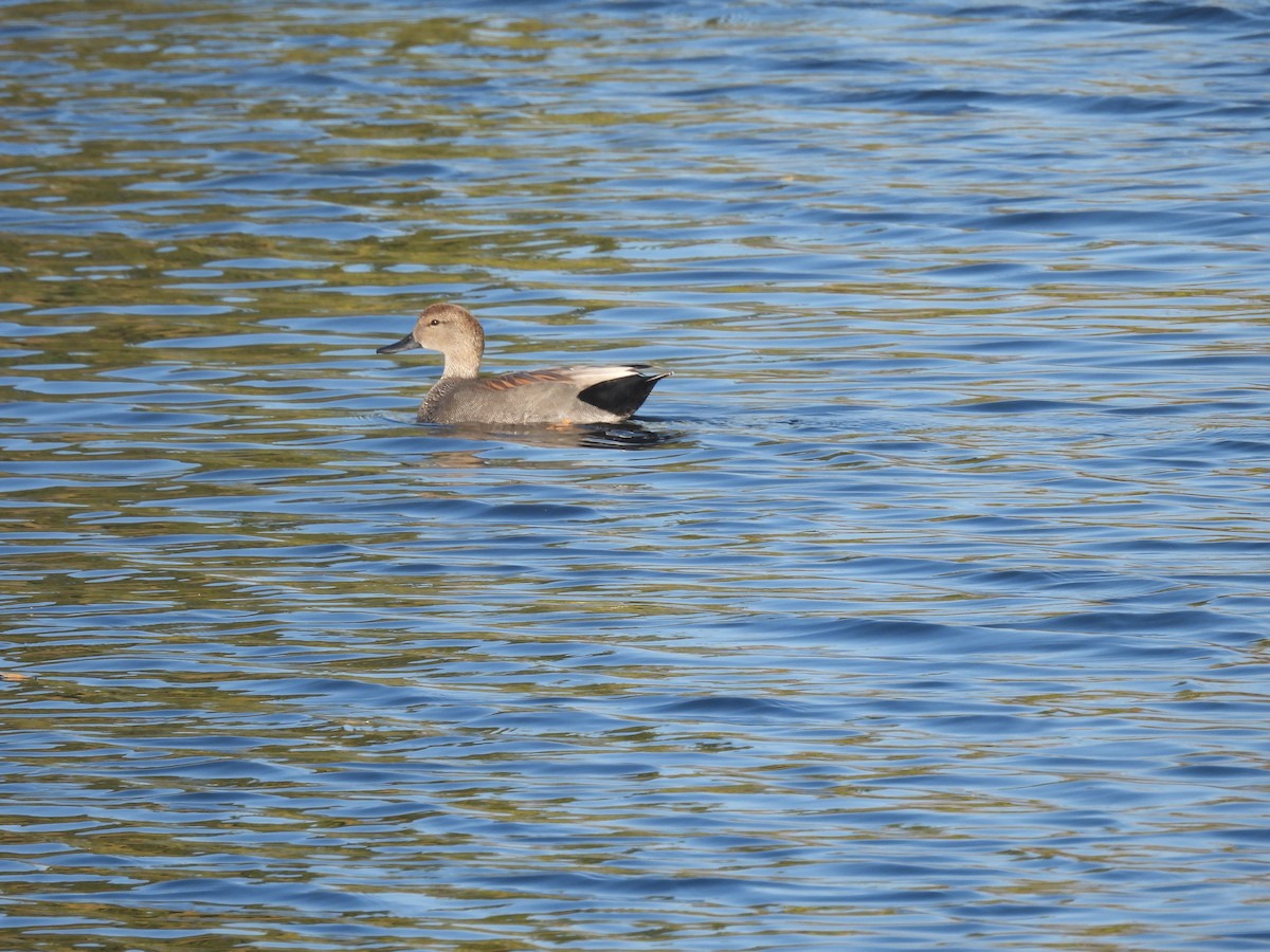 赤膀鴨 - ML646957737