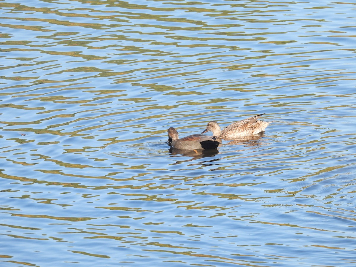 赤膀鴨 - ML646957740