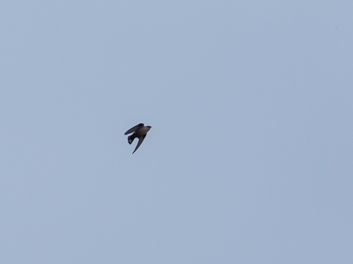 Eurasian Crag-Martin - ML646957741