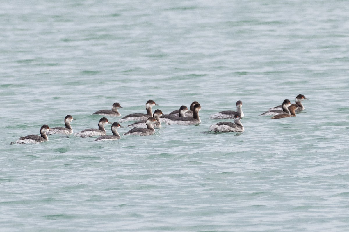 Eared Grebe - ML646957742