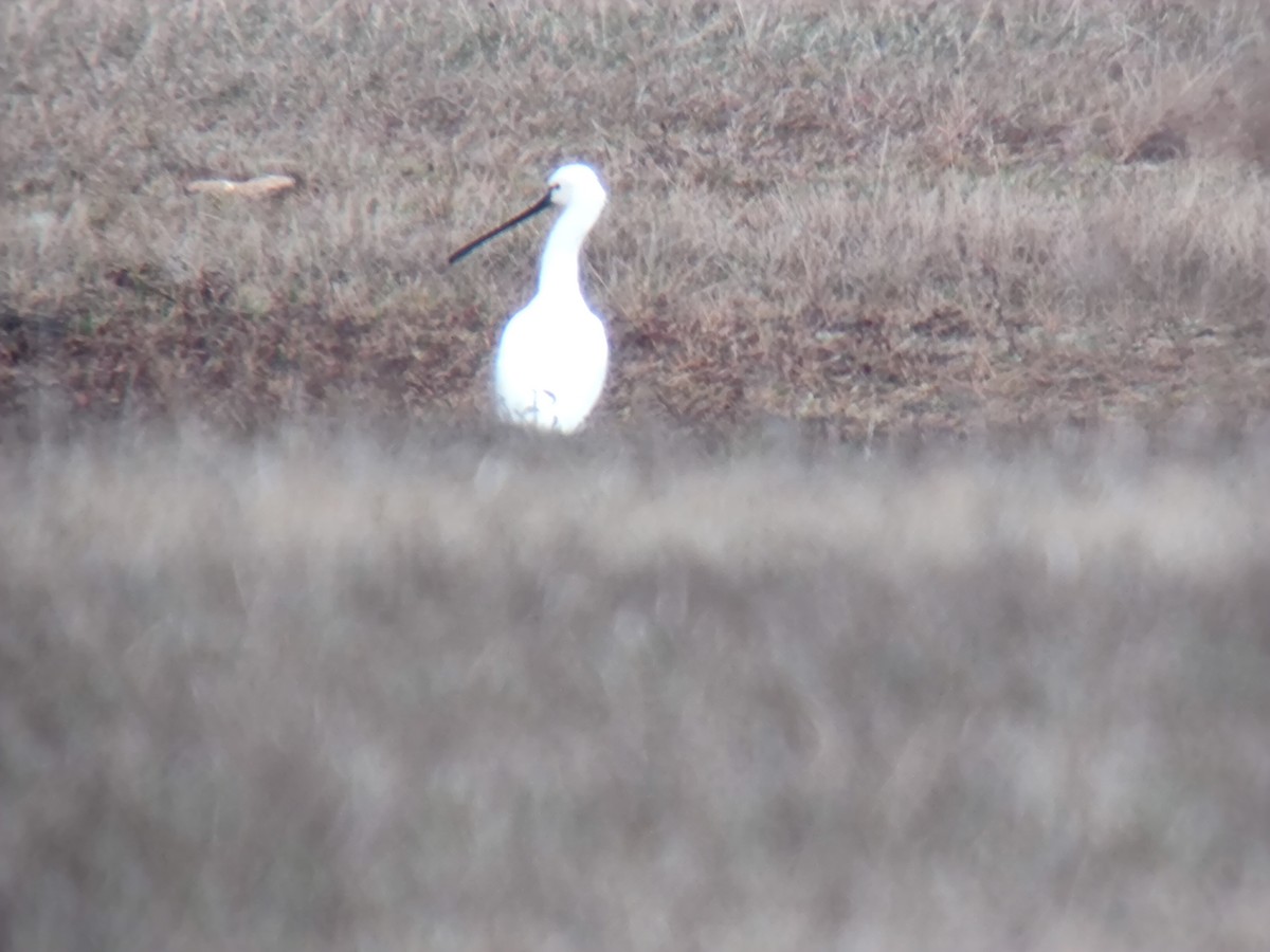 Eurasian Spoonbill - ML646957745
