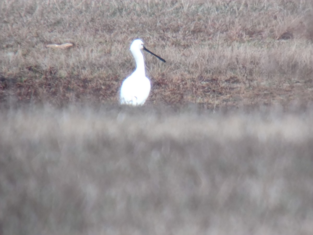 Eurasian Spoonbill - ML646957746