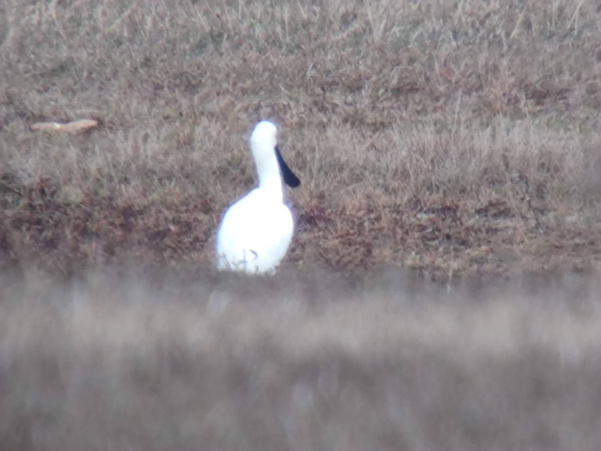 Eurasian Spoonbill - ML646957747