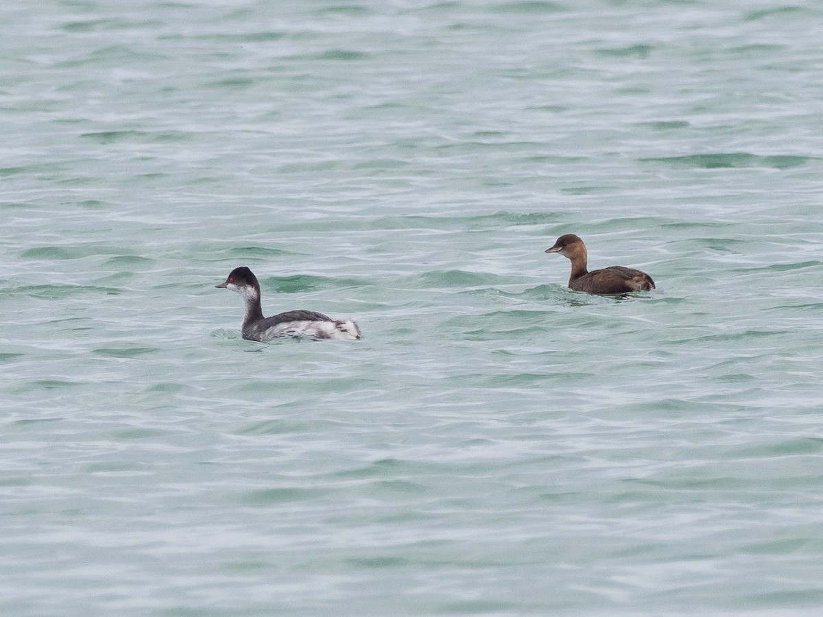 Little Grebe - ML646957748