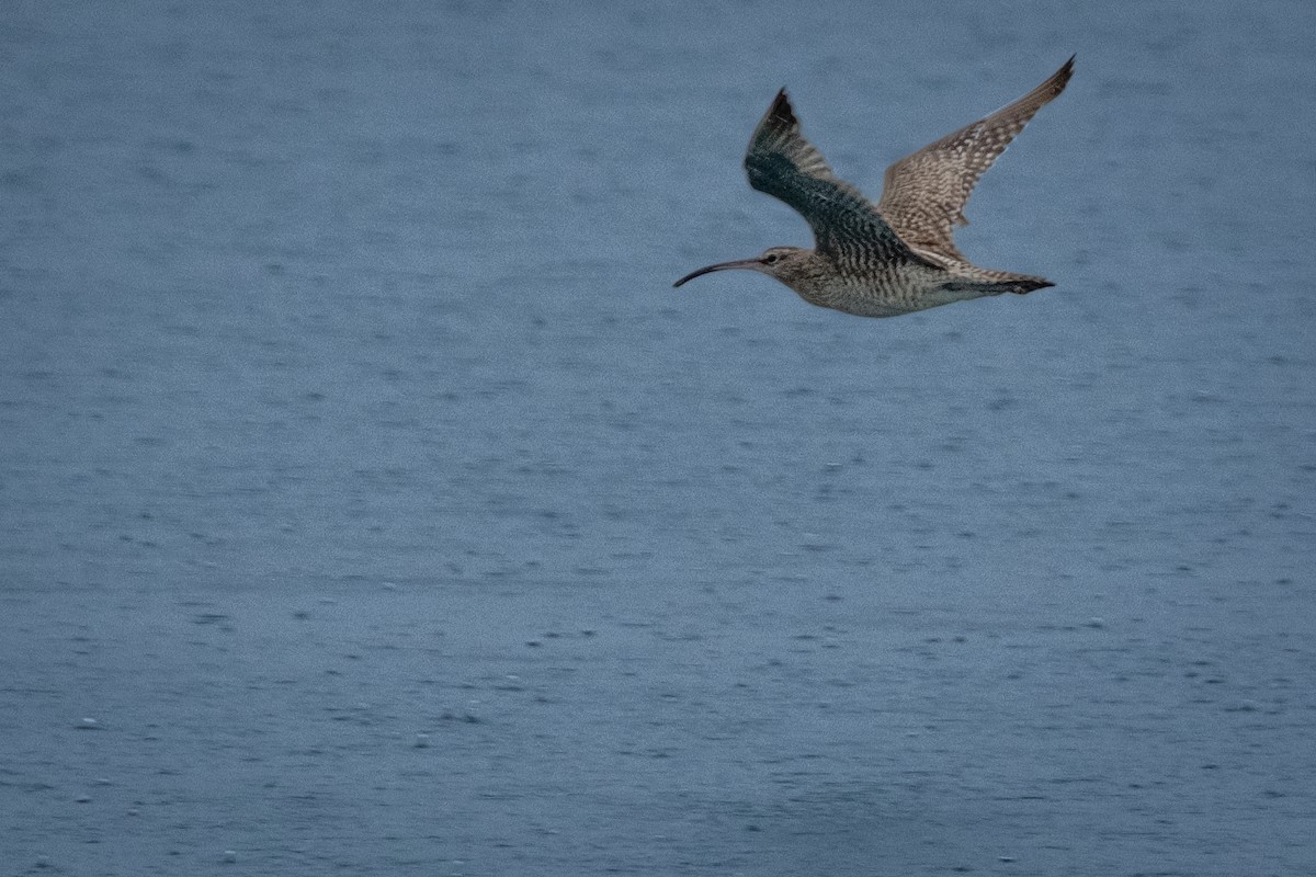 Eurasian Whimbrel - ML646957749