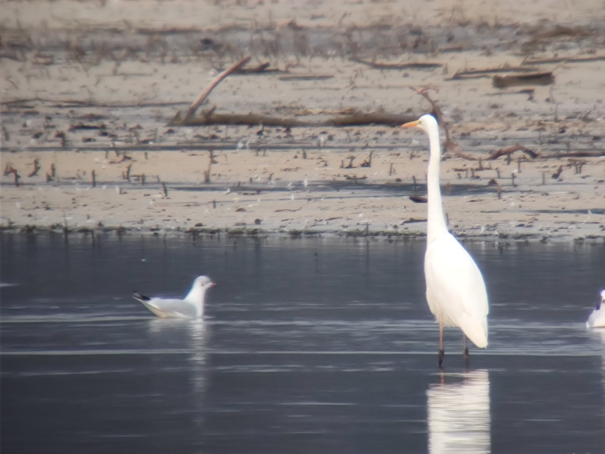 Great Egret - ML646957755